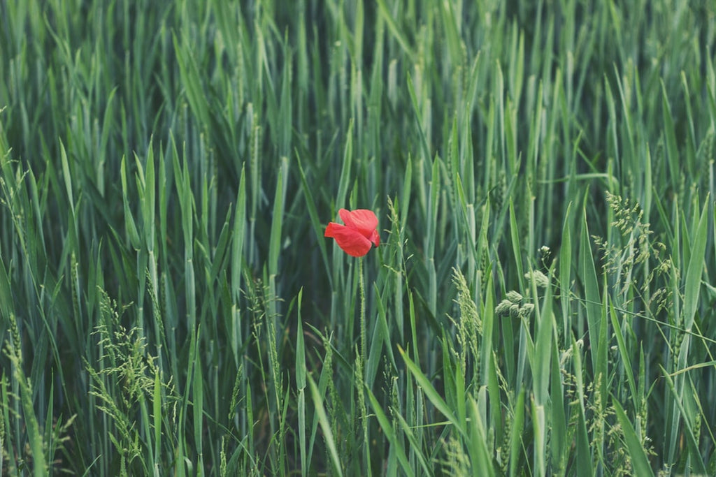 A field of forest green tall flowers but with only one single flower in bloom in the center which is a red poppy.