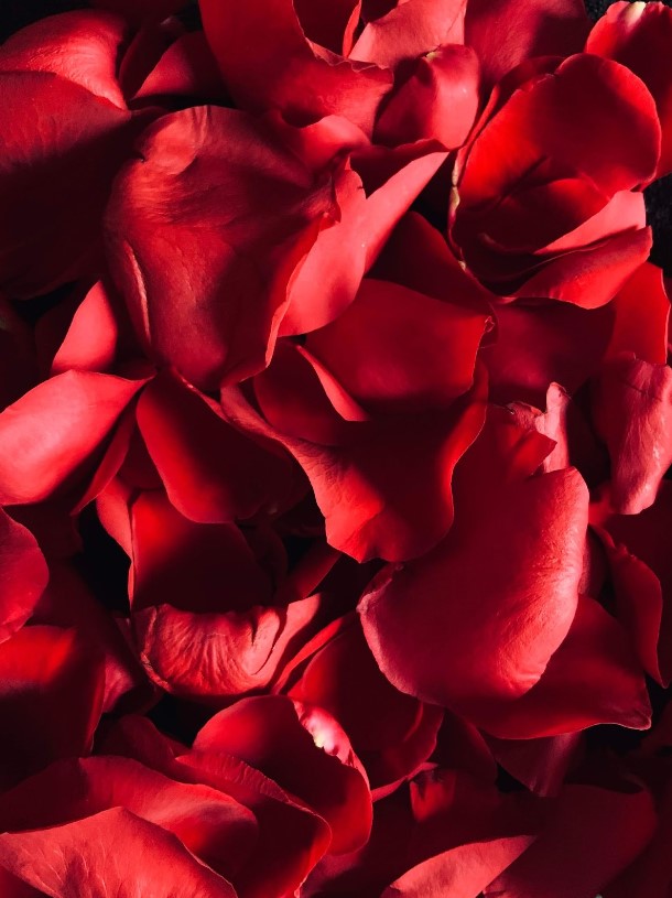 A bed of rose petals that are bright red in colour and cover up the whole image as they are layered up.